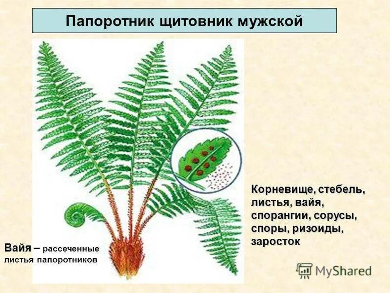 Орляк покрытосеменные или голосеменные