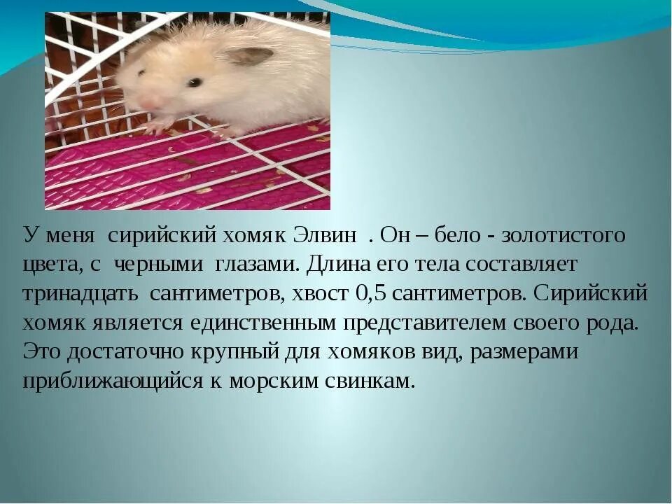 Сочинение про хомяков. Сочинение по русскому языку про хомяка. Сообщение о хомяке 3 класс. Сочинение про хомяка.