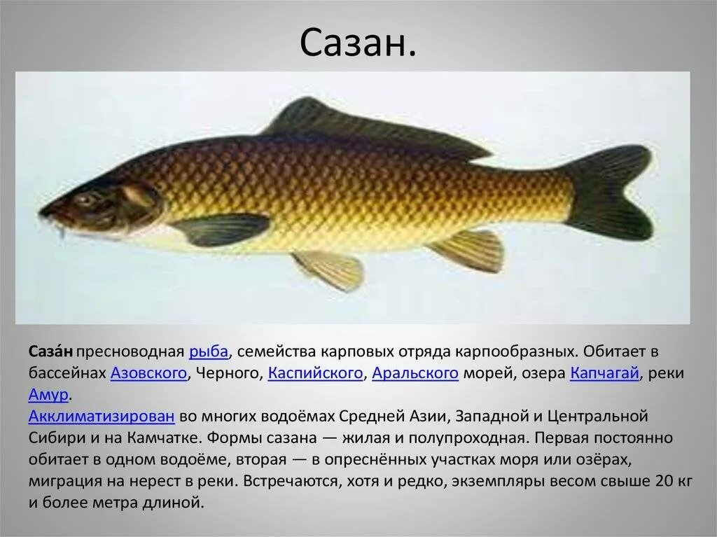 Класс рыбы сазан. Сазан обыкновенный образ жизни. Виды сазанов. Сазан информация для детей. Сазан описание.