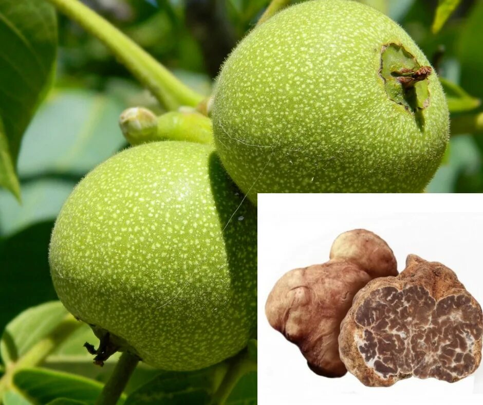 саженцы грецкого ореха чандлер. грецкий орех сорт великан. саженцы грецкого ореха чандлер. грецкий орех сорт великан. грецкий орех великан дерево.