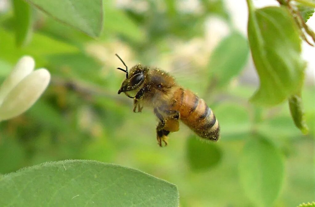 Bee fly. Bees Fly. Bee is Fly. Bee is Flying.