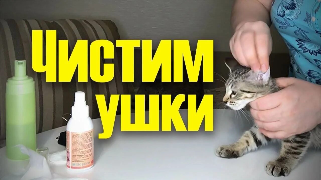 Как почистить коту уши в домашних условиях