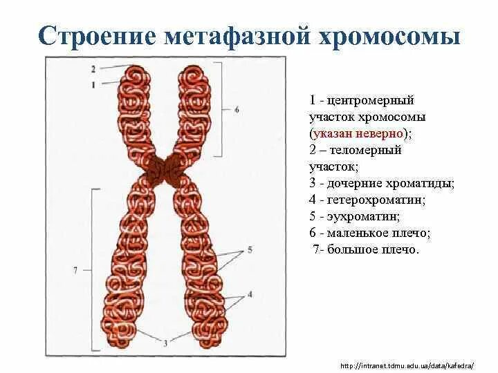 Хромосома в растительной клетке. Структура метафазной хромосомы. Строение метафазной хромосомы. Строение хромосомы эукариотической клетки. Подробное строение хромосомы эукариотической клетки.