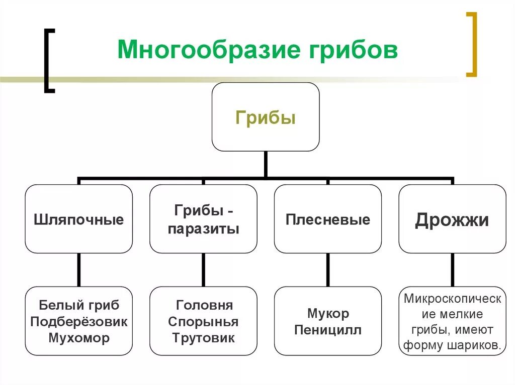 Тема многообразие и значение грибов. Царство грибы многообразие грибов. Многообразие грибов строение плесневых грибов. Шляпочные грибы плесневые грибы таблица. Сообщение о многообразии грибов 5 класс биология.