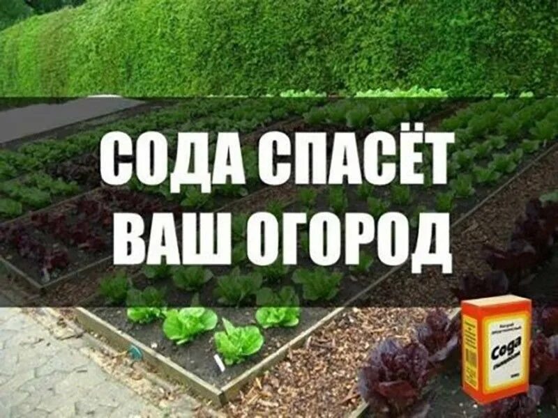 Огород дача советы. Ваш огород. ваша грядка. сода в саду даче. пищевая сода для сада и огорода 22 способа применения на участке.