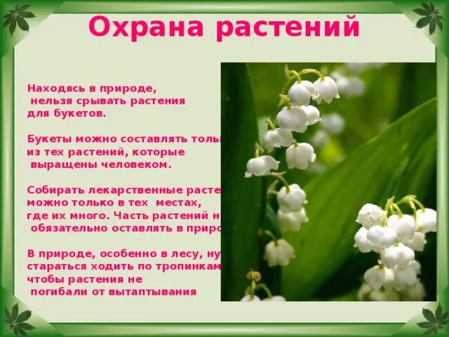 Зачем людям растения. Охрана растений. Охраняемых лекарственные растения. Охрана природы растений. Охрана растений презентация.