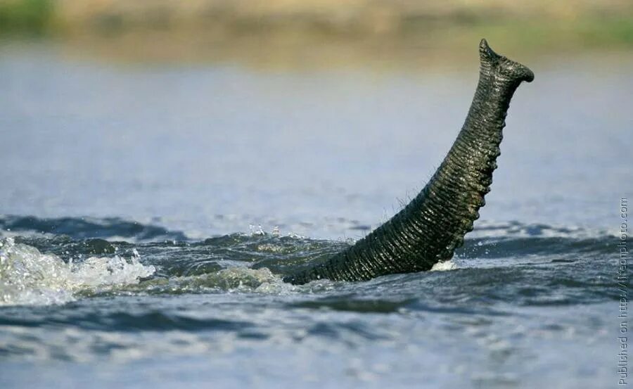 Elephant swim. Слон плывет. Слон плавает. Слоны плавают. Слоны плывут.