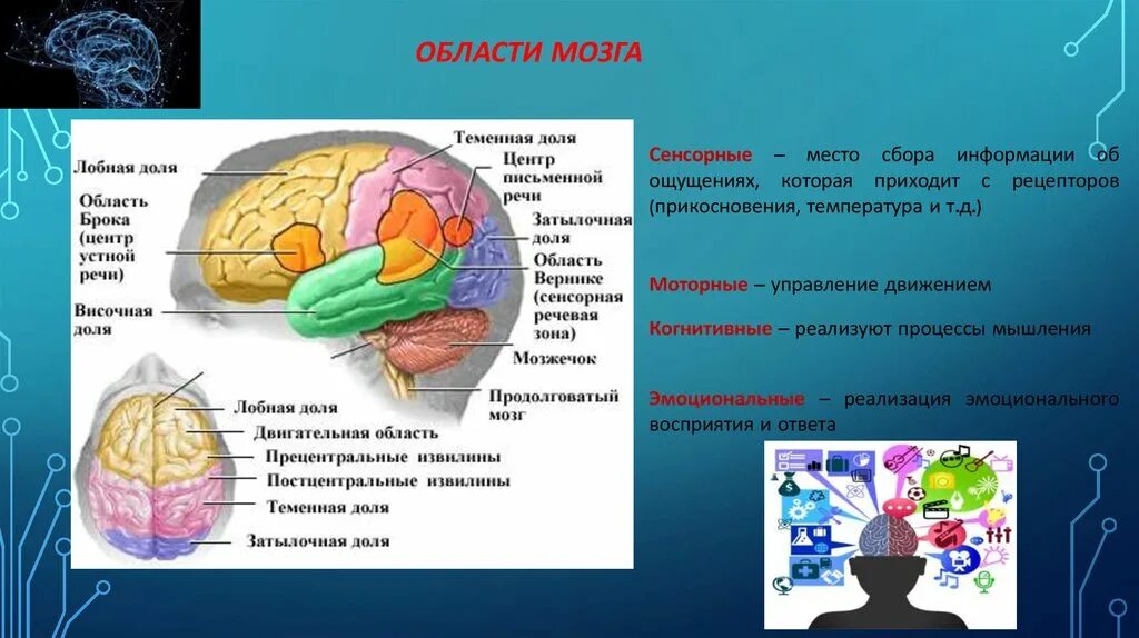 Двигательный центр функции. Центры лобной доли.