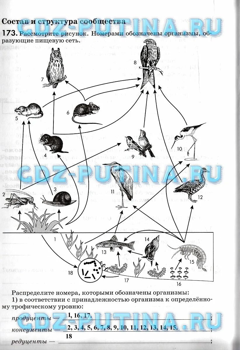 Пищевые сети это в биологии схема. Что представлено на рисунке?. Рассмотреть рисунок представленный ниже. Рассмотреть рисунок представленный ниже. Процессы жизнедеятельности растений 6 класс.