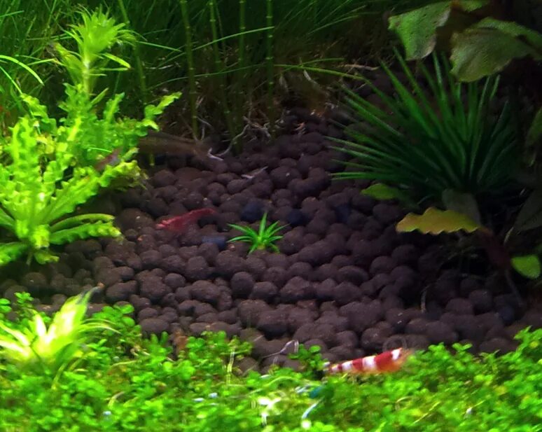 Аквариумные растения луковичные. Высадка растений в аквариум. Растения в аквариуме в горшочках. Высаживание аквариумных растений. Марсилия крената.