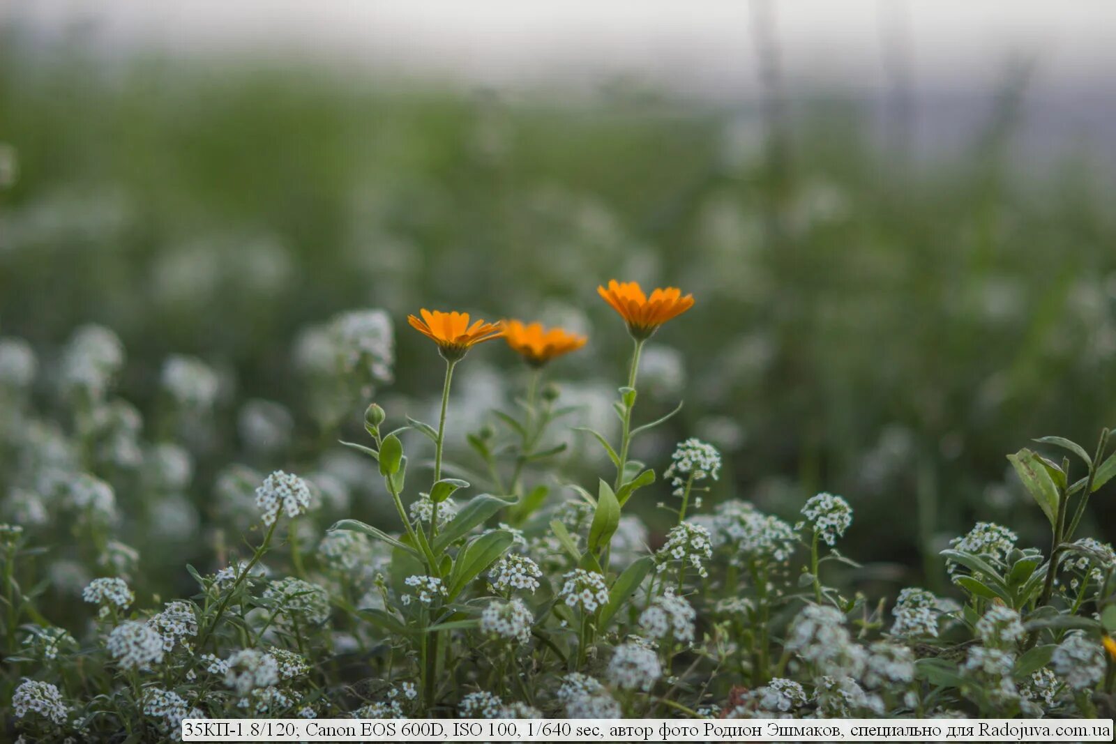 8/140. Кп1-12. Кнопочный переключатель кп-3. Клемма приборная кп-1а га0. 35кп-1.