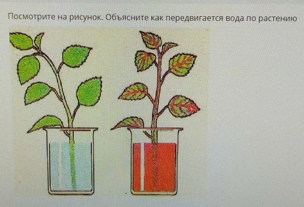 Как вода движется по растению. Как вода движется по растению рисунок. Как по цветку перемещается вода. Как двигается вода по цветку картинки. Лабораторная работа по биологии передвижение воды