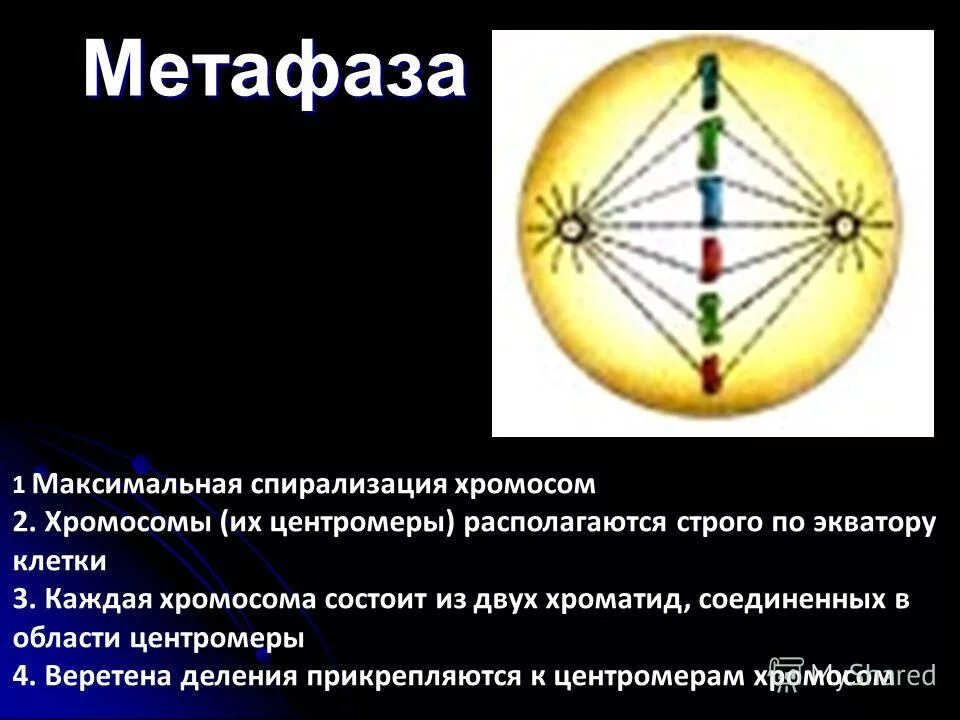 Метафаза процессы происходящие в клетке. Хромосомы в метафазе митоза. Метафазная пластинка клетки. Метафаза метафазная пластинка. Центромеры в метафазе.