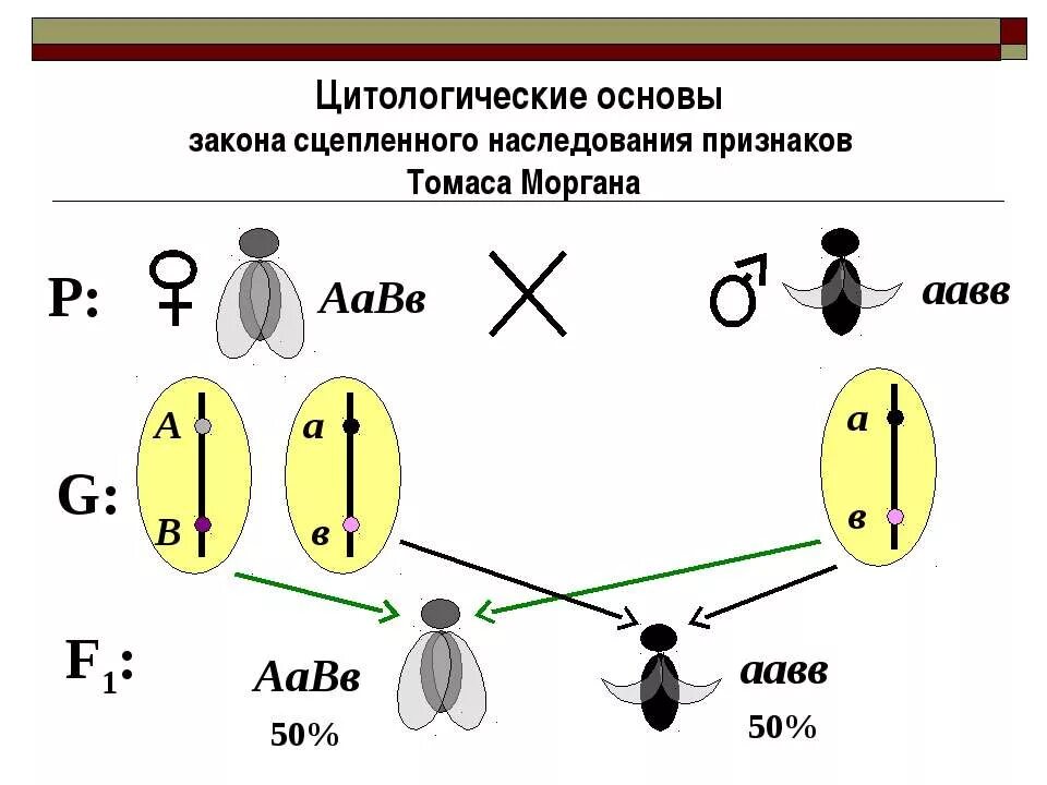 генетика пола и наследование сцепленное с полом. независимое и сцепленное наследование признаков. явление сцепленного наследования. несцепленногое наследование. сцепленное наследование гены.