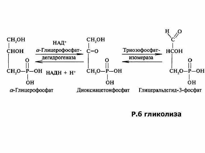 Глицерин атф. Альфа глицерофосфат дегидрогеназа. Глицерофосфат гликолиз. Альфа глицерофосфат в диоксиацетонфосфат. Глицерол 3 фосфат.