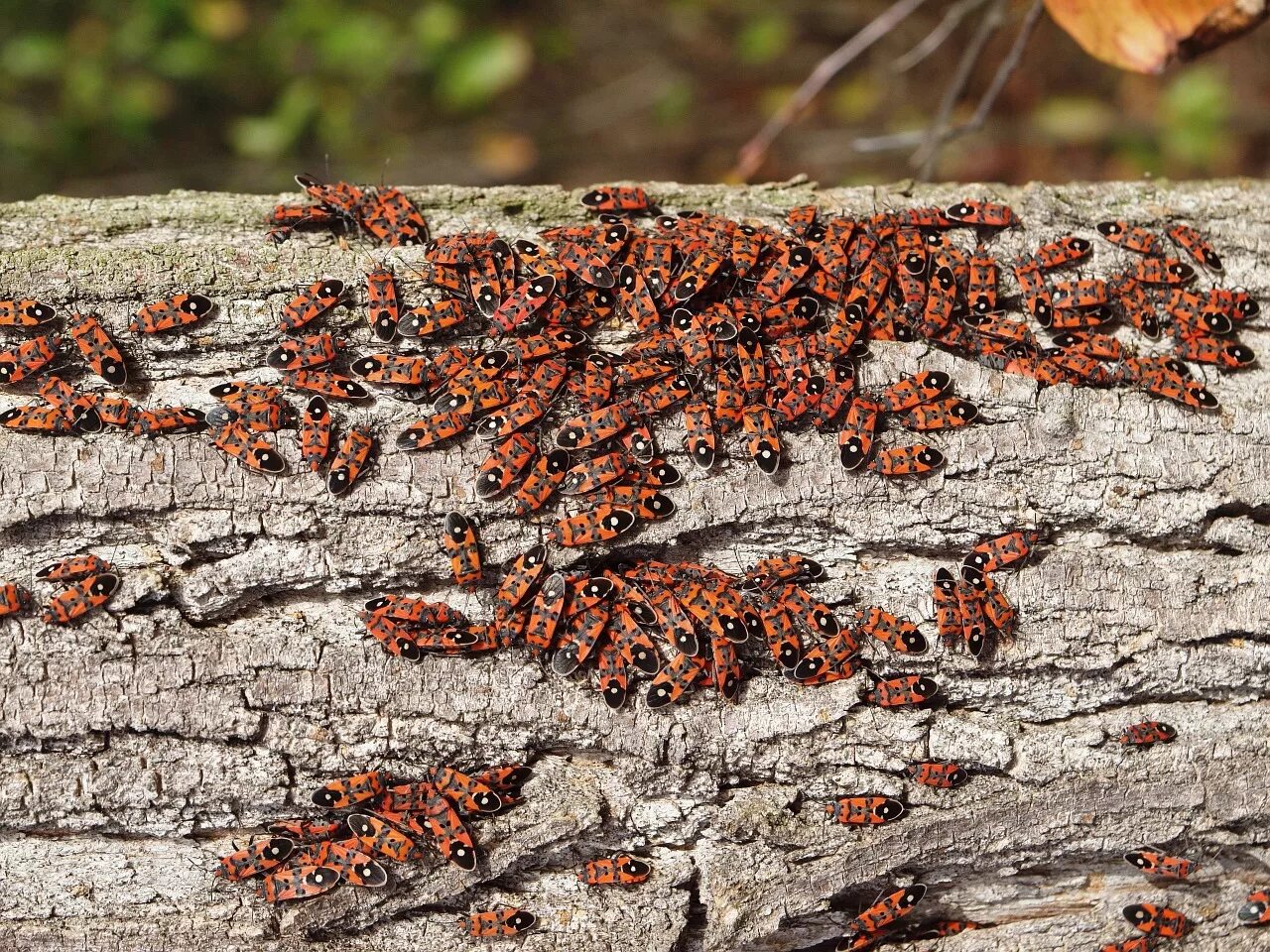какие насекомые есть в лесу. какие насекомые есть в лесу. первые насекомые. жук чёрный сосновый усач. обитатели леса насекомые.