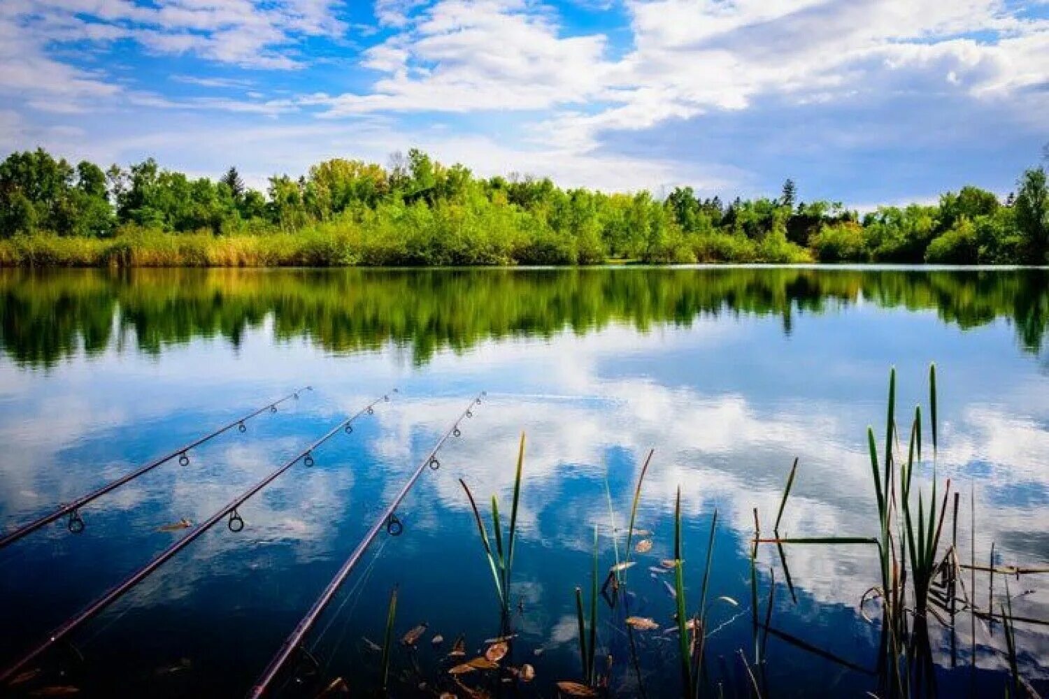 Рыбалка озеро летнее. Озеро кучки село родное рыбалка. Камыш-Самарские озёра. Озеро кучки Севастополь. Красивая природа рыбалка.