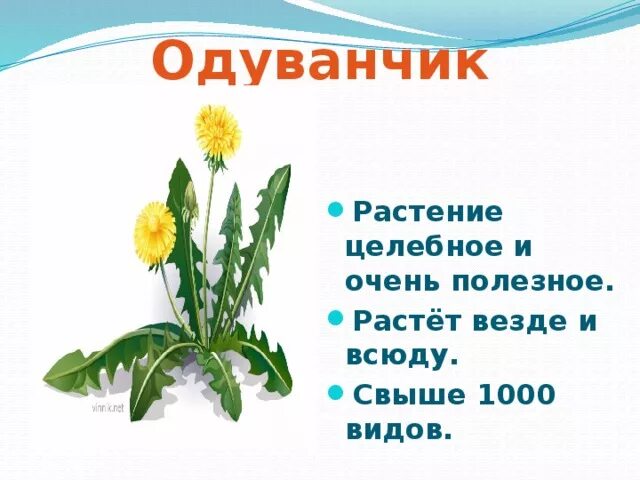 Одуванчик высотская 2 класс. Одуванчик описание. Загадки на тему одуванчик. Какие цветки у одуванчика. Одуванчик лекарственное растение доклад.