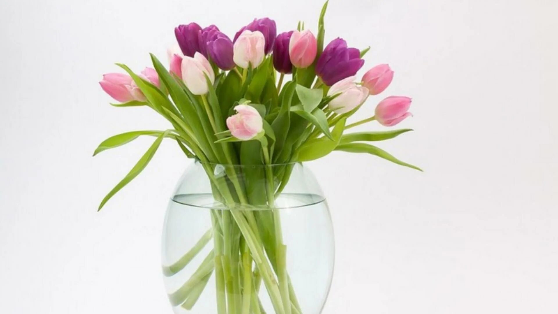 букет тюльпанов на кухне. тюльпаны срезанные. чтобы тюльпаны дольше стояли в вазе. тюльпаны на окне. как сделать чтобы тюльпаны дольше стояли в вазе.