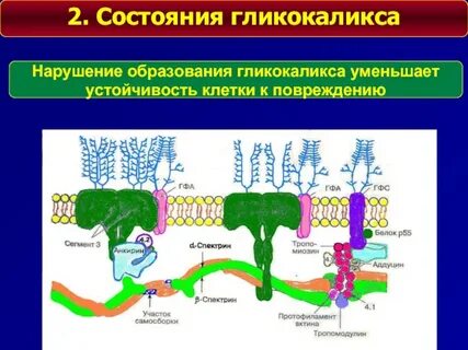 Что такое гликокаликс