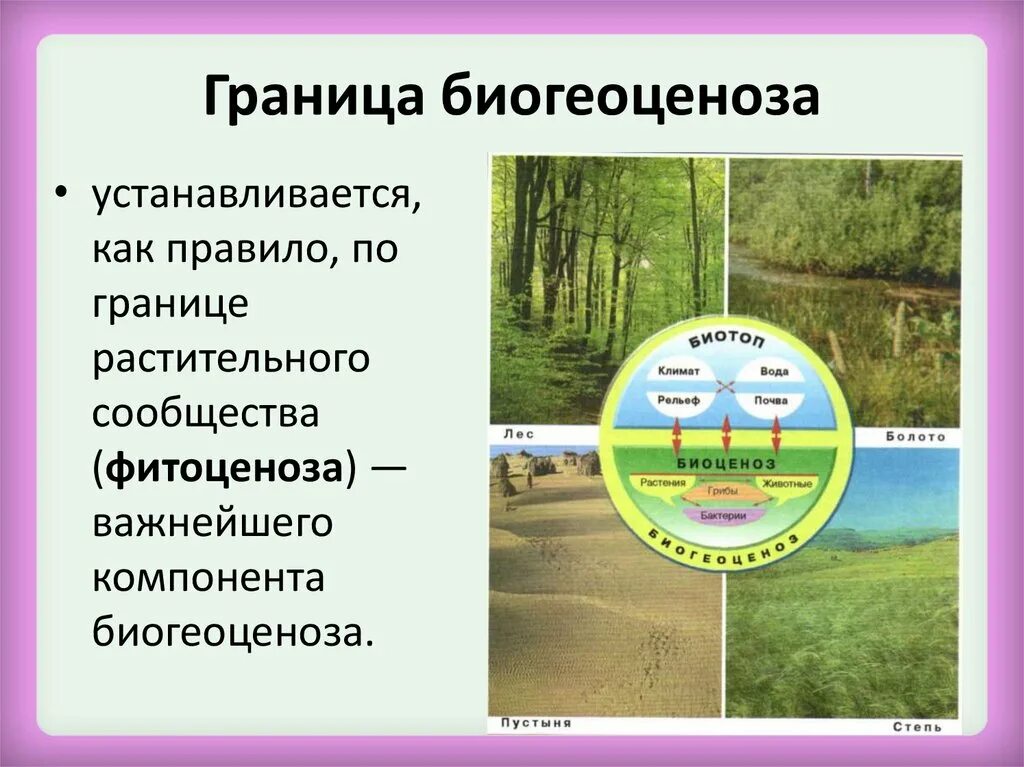 Сообщества биогеоценозы