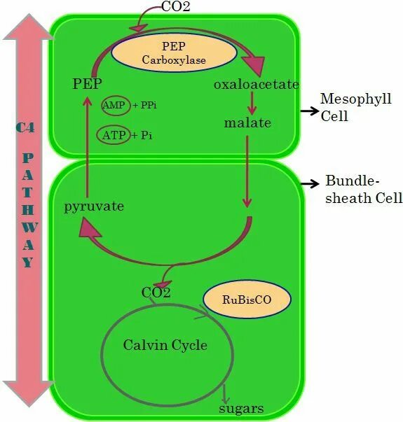 Цикл кальвина в хлоропластах. С4-путь фотосинтеза (цикл хетча — Слэка). Цикл хетча-Слэка. Цикл хэтча Слэка Карпилова. 4 Пути.