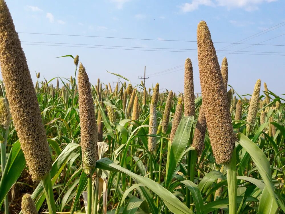 Отличные пшеничные. Просо это зерновая культура. Африканское просо согур. Просо и пшеница. Культурные растения просо.