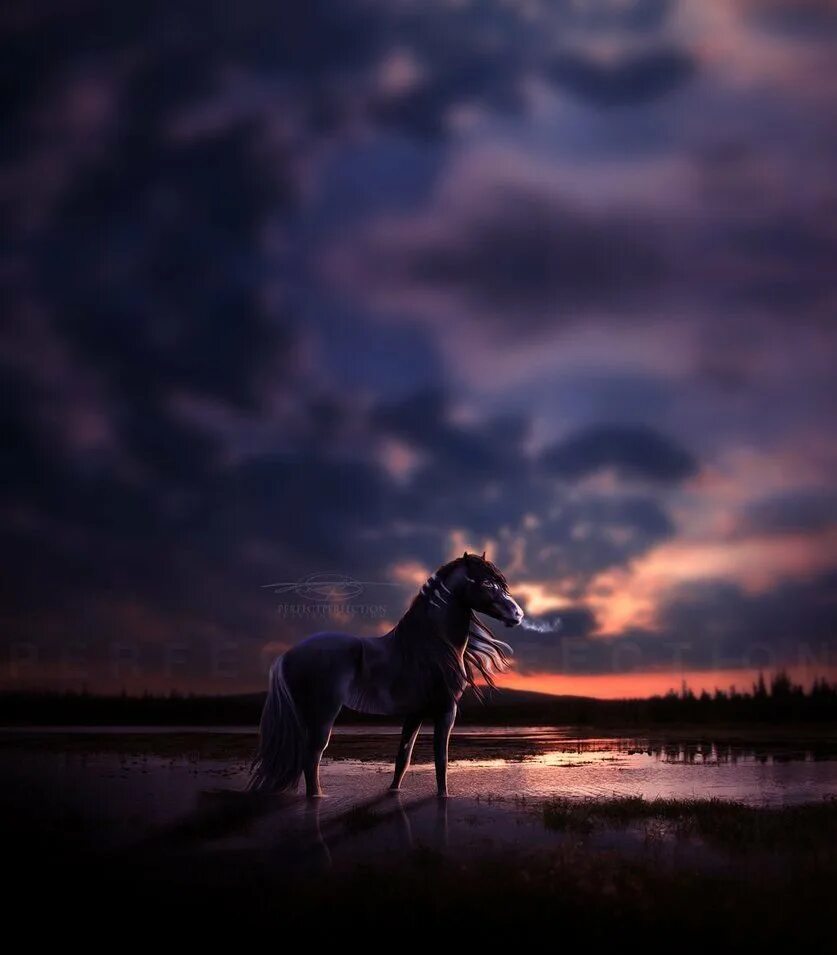 Лошадь в темноте. Лошадь ночью. Лошади в ночном. Лошади на закате. В ночное на лошадях.