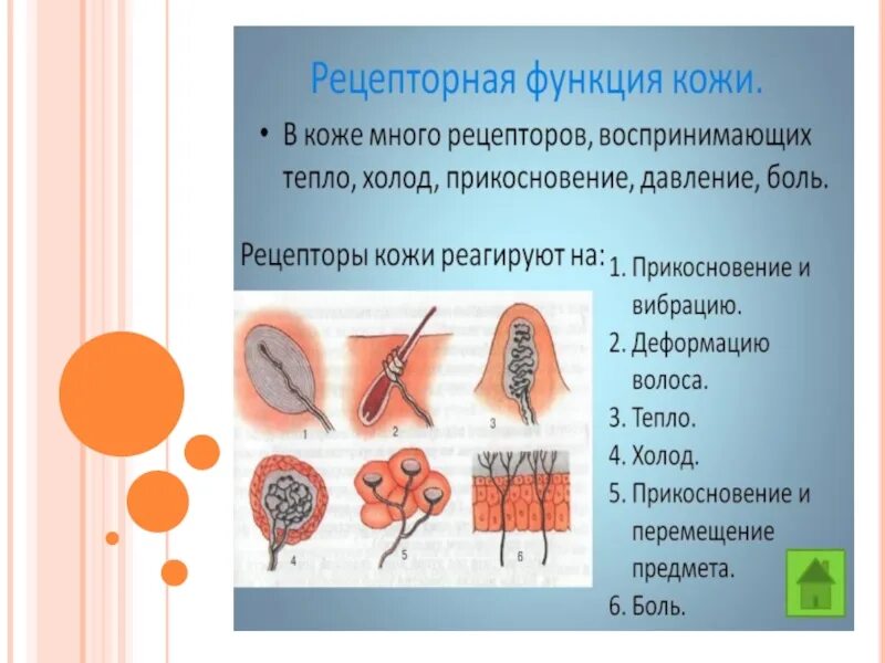 Рецепторы кожи выполняют функцию. Рецепторная функция кожи. Рецепторы кожи функции. Функции рецепторов кожи человека. Рецепторная функция кожи человека.