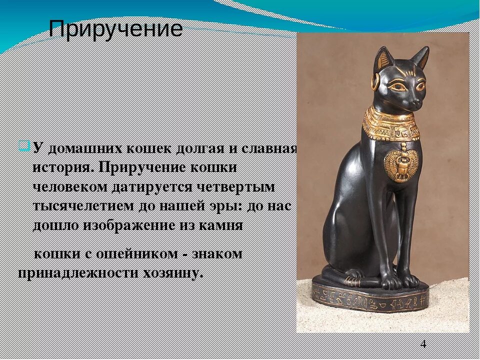 Рассказ человек и кошка. Рассказ человек и кошка. Завести человека. Чем кошка помогает человеку. Рассказ человек и кошка.