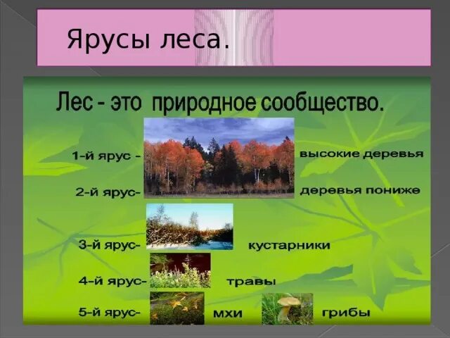 Природное сообщество леса составляют. Ярусы растительности. Лес ярусы леса. Растения верхнего яруса. Ярусность в лесу.