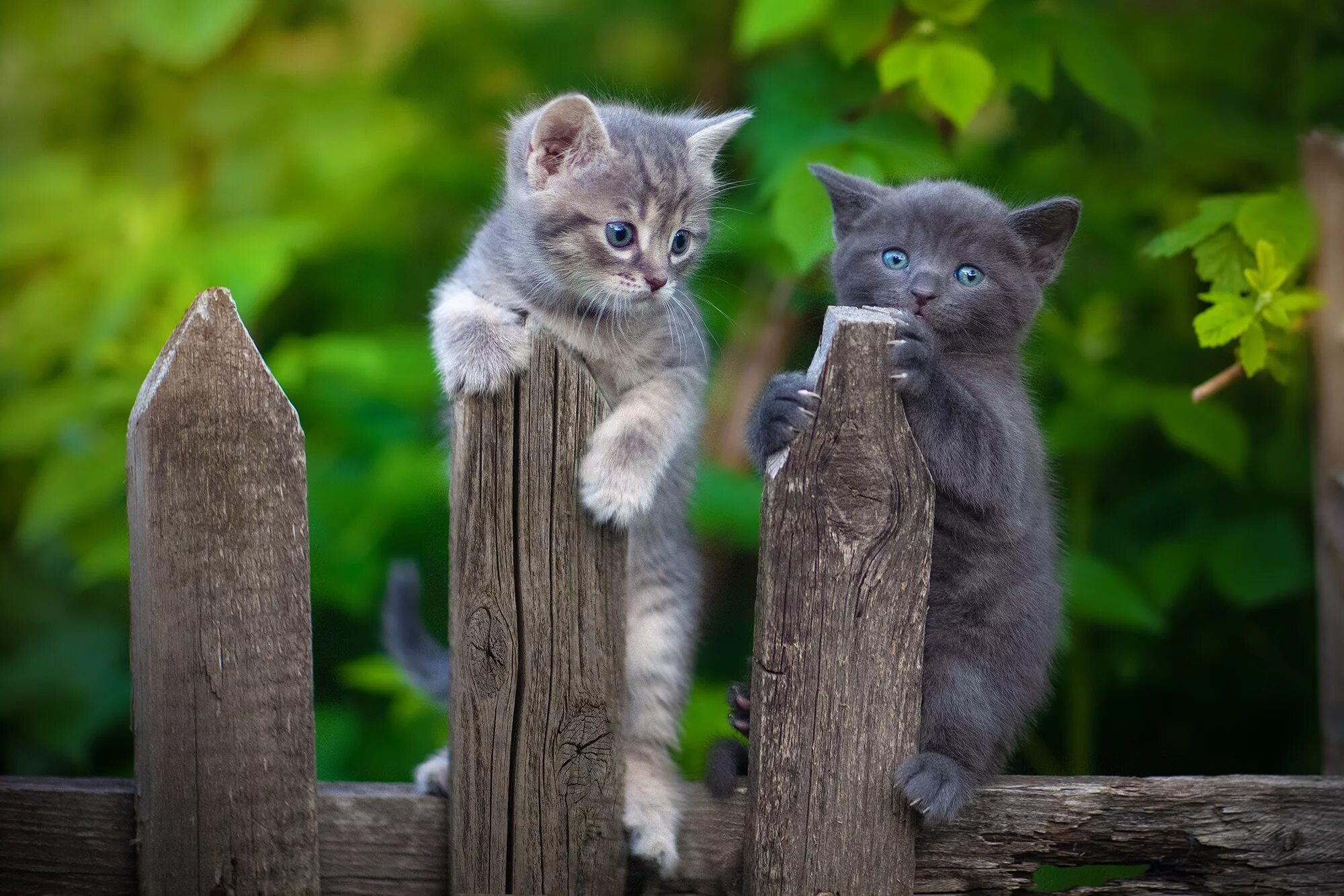 Кот под 2. Кошка на заборе. два котенка. котик на заборе. котята.