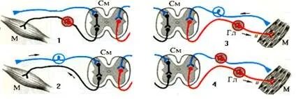 Ит стиліндегі позадағы жалаңаш жапон әйелі.