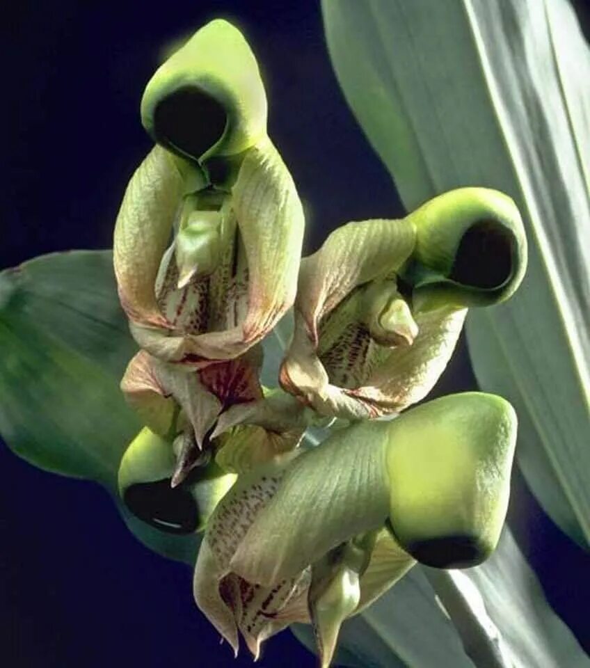 Картинки неизвестных цветов. Катасетум атратум. Catasetum integerrimum. Катасетум Орхидея. Орхидея Спайдер фаленопсис.