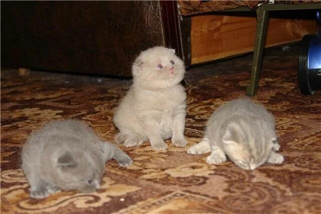 Вислоухая кошка беременна. Британцы вислоухие котята 1 месяц. вислоухие котята 2 недели британцы. шотландская вислоухая котята 2 недели.