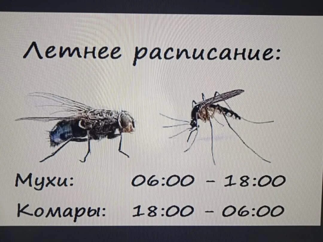 Летнее расписание мухи комары. Летнее расписание мух и комаров. Муха комар. Летнее расписание мухи.