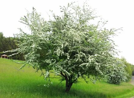 Кустарник обыкновенный фото