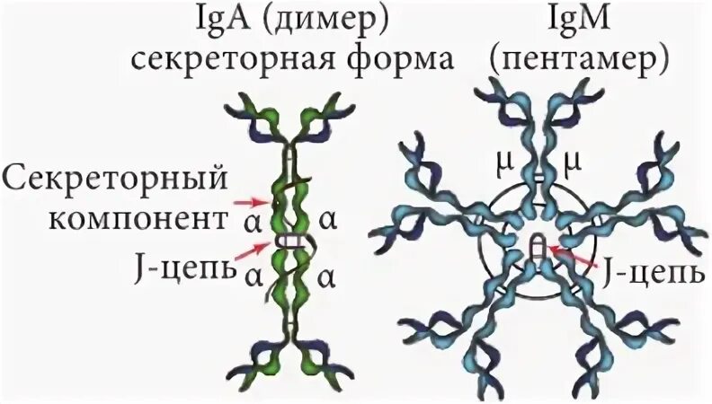 Комплекс иммуноглобулинов. Различают 5 классов иммуноглобулинов. Биологическая схема производства иммуноглобулинов.