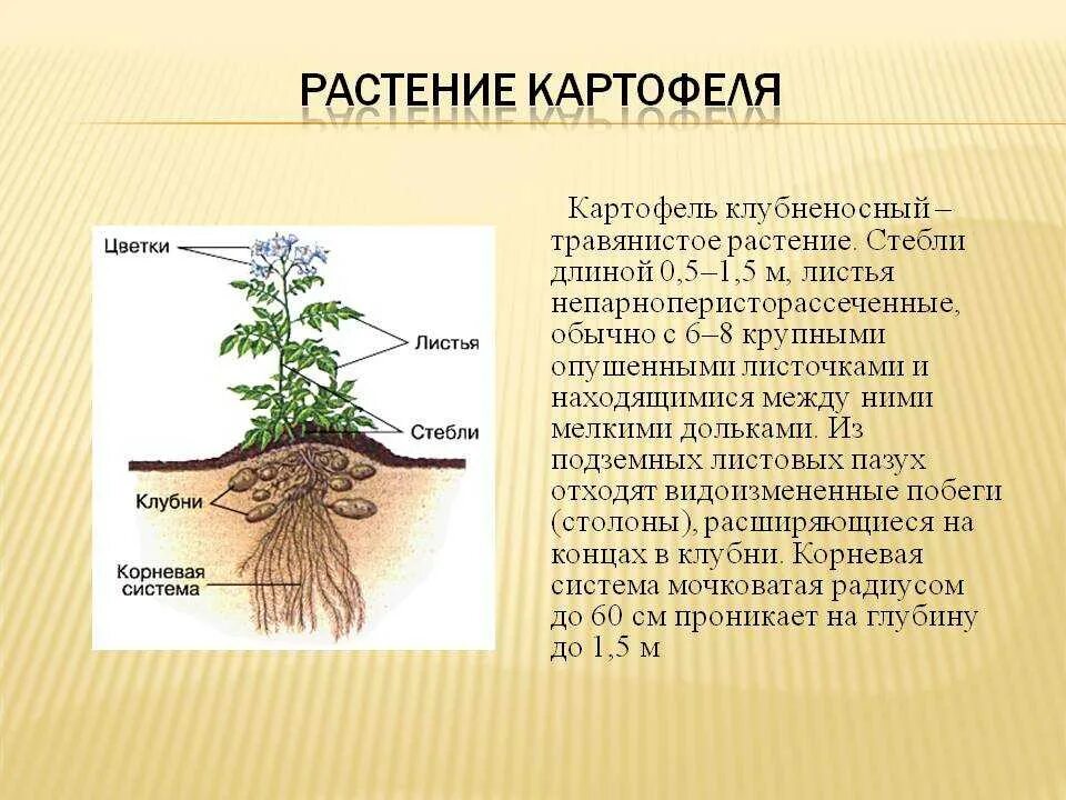 Картофель строение растения. Строение корневой системы картофеля. Строение стебля картофеля. Строение картофельного растения. Свойства белого корня