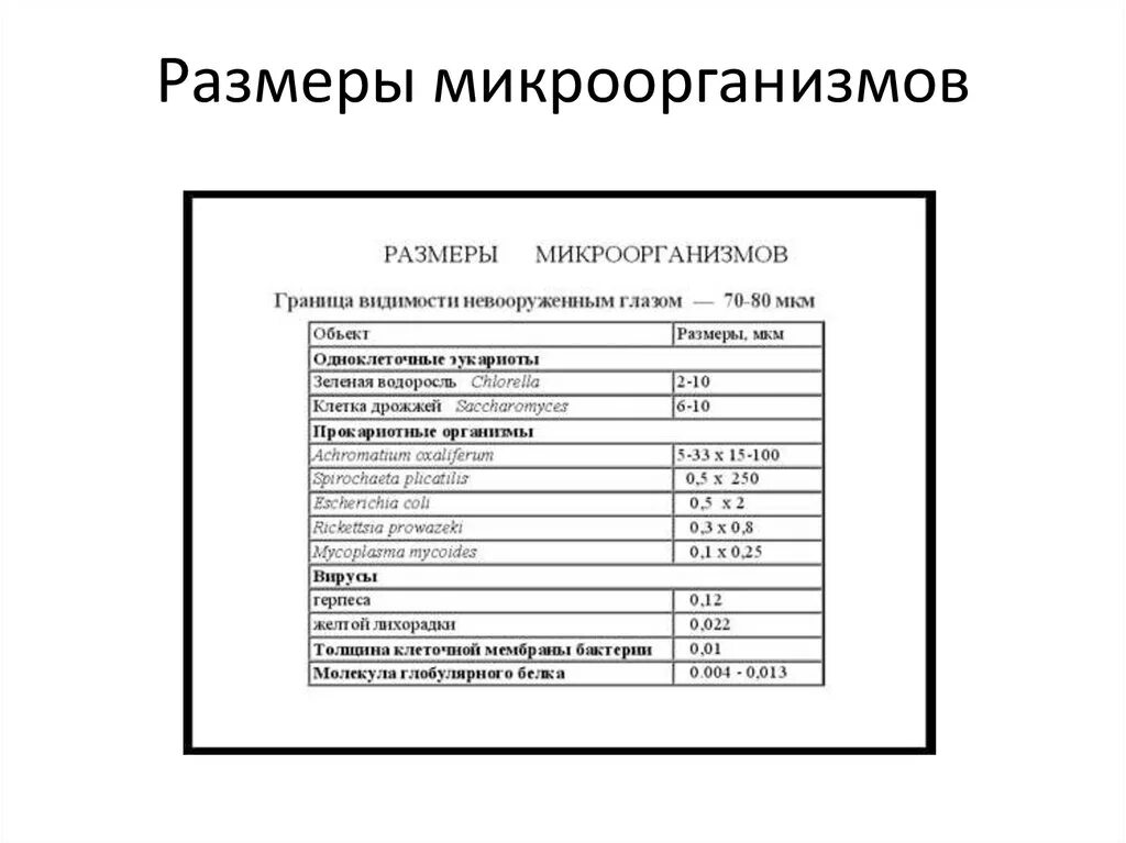 Размеры бактерий. Размеры микроорганизмов. Размеры микроорганизмов. Размеры вирусов и бактерий в микронах. Размер бактерии мкм.