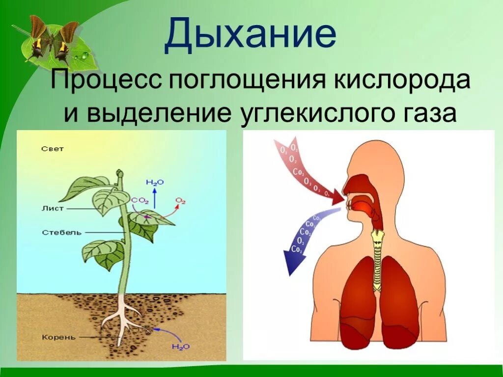 Процесс дыхания. Дыхание живых организмов. Процесс дыхания живых организмов. Процесс поглощения кислорода и выделение углекислого газа. Углекислый газ можно дышать