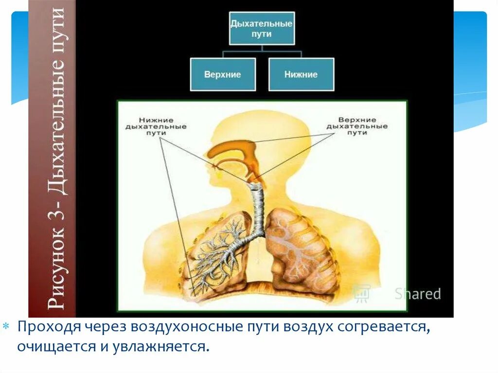 Воздух очищается согревается. Верхние и нижние дыхательные пути. Воздухоносные пути Верхние и нижние. Верхние и нижние дыхательные пути взаимосвязь. В воздухоносных путях воздух очищается.