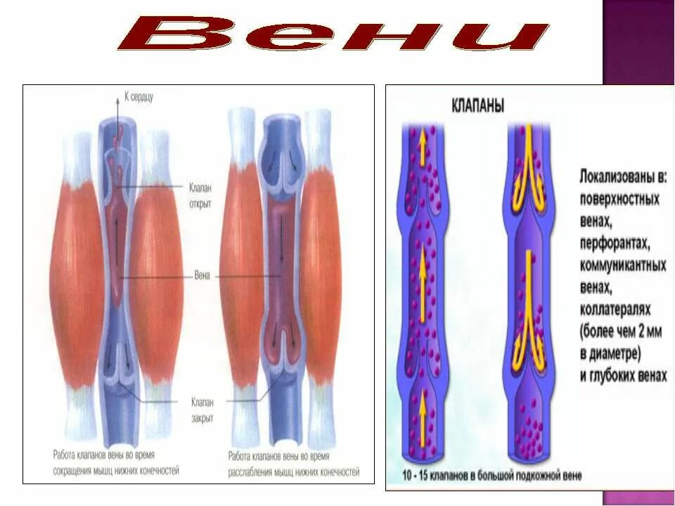 Вены ног клапаны. Схема действия венозных клапанов.