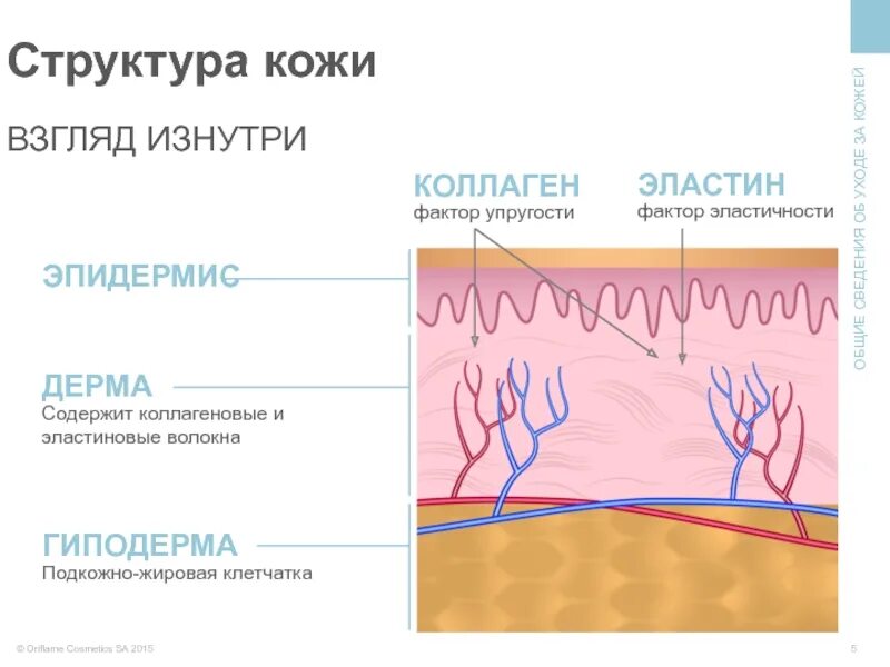 Строение кожи коллаген эластин. Структура кожи эластин. Коллаген и эластин в коже схема. Строение дермы кожи коллаген.