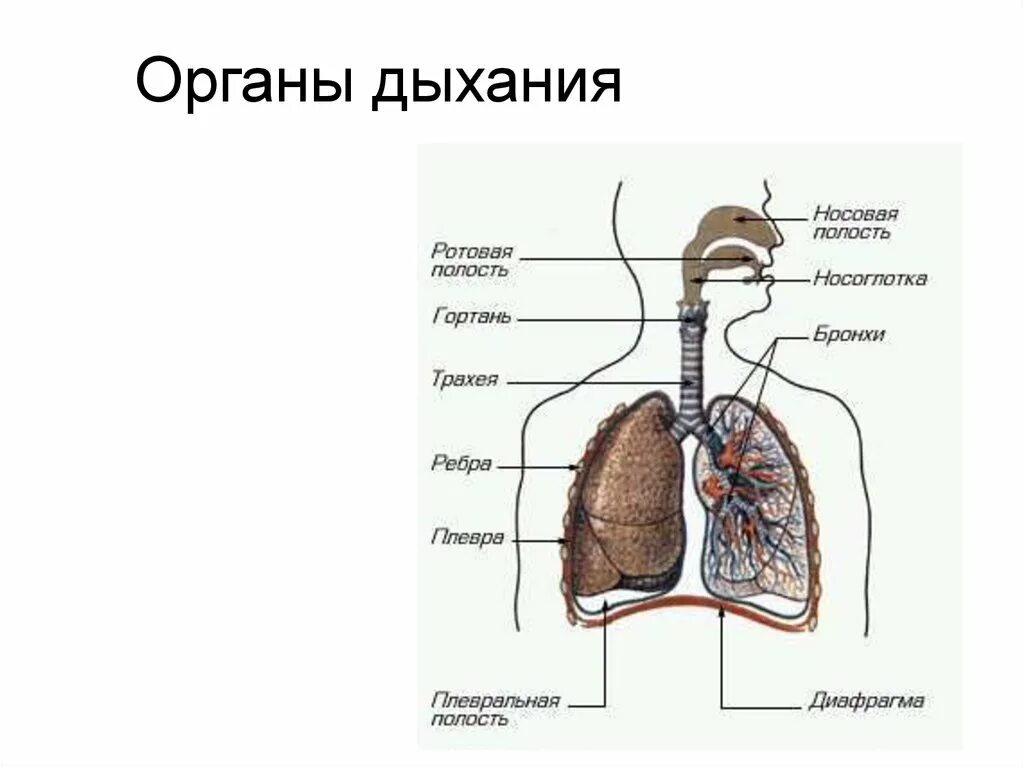 Органы обеспечивающие дыхание человека. Строение дыхательной системы человека. Дыхательная система органов дыхания рис 52. Схема дыхания легких. Строение дыхательной системы человека рисунок.