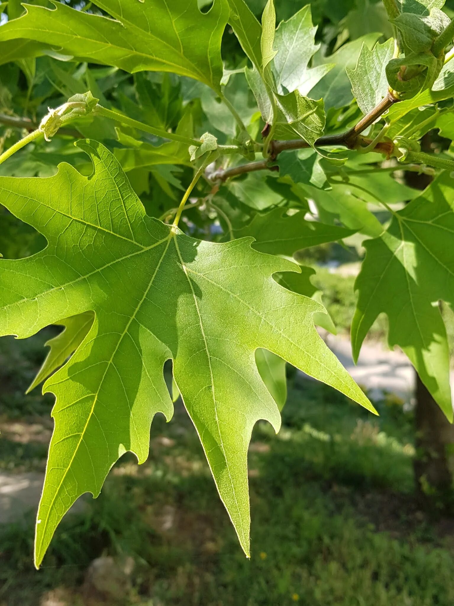 Что такое чинара. Platanus orientalis. Платан Чинара. Платан Дальневосточный. Клен Платан.