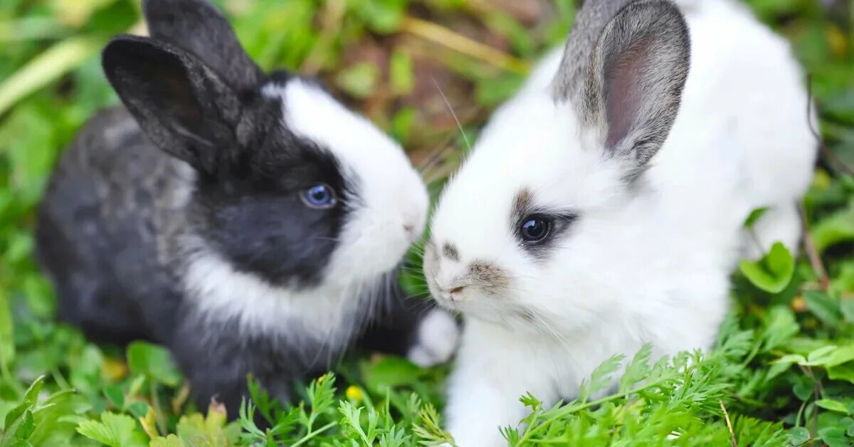 Спокойной ночи зайчик. Кролик беляк. Кролики обнимаются. Снились белые кролики. Всю ночь мне снились зайцы белые.