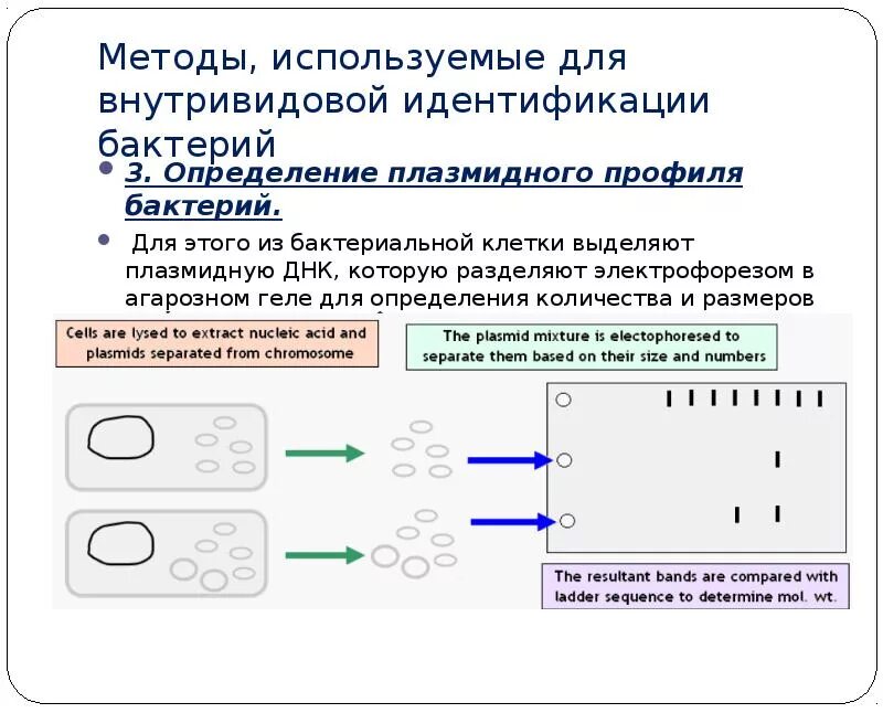 Методы идентификации бактерий. Методы внутривидовой идентификации бактерий. Способы идентификации микроорганизмо. Методы и способы внутривидового типирования микроорганизмов. Идентификация счета