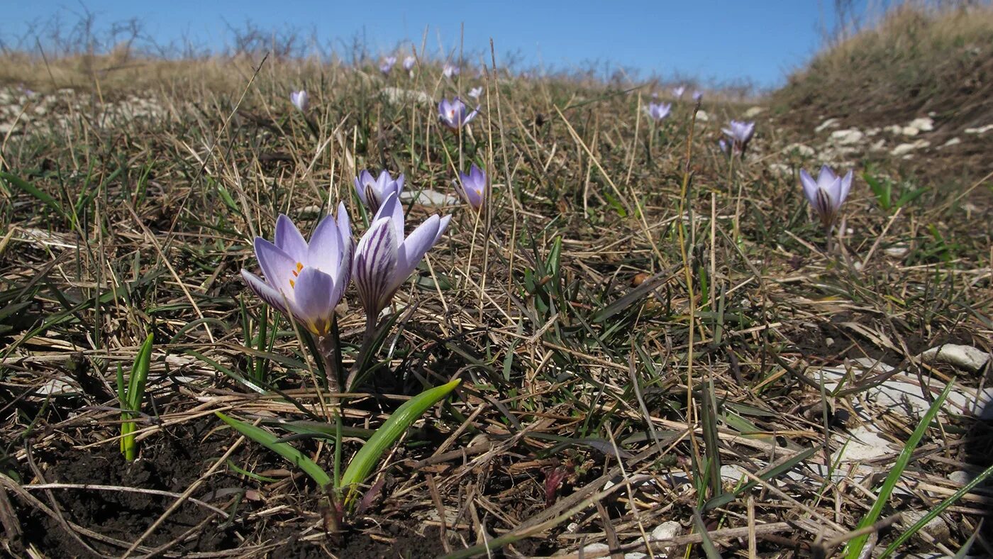 Первоцветы Шафран сетчатый. Кавказские растения крокусы. Crocus reticulatus. Шафран кавказский. Первоцветы кавказа