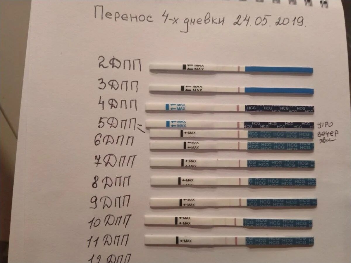 Тесты на беременность после подсадки эмбриона. Тесты на беременность на 5 ДПП эмбрионов. Тест на беременность 5 дней после подсадки. На 7 день после переноса эмбрионов тест отрицательный. Тест на 7 день после подсадки эмбрионов.